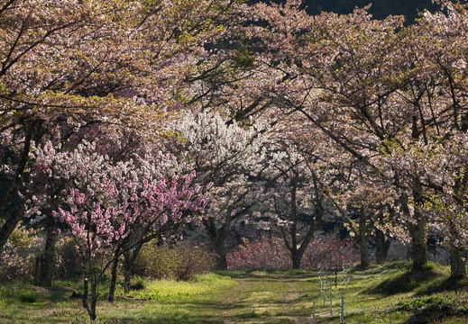 201804220646-DSC01635RX10M4.jpg