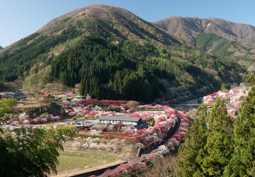 201804220718-DSC01669RX10M4.jpg