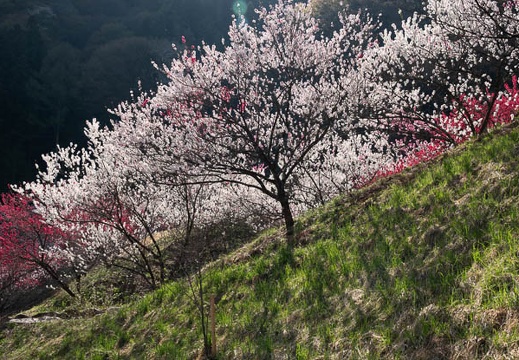 201804220839-DSC01839RX10M4.jpg