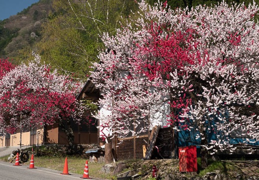 201804220905-DSC01894RX10M4.jpg