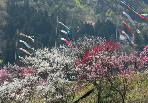201804220920-DSC01909RX10M4.jpg