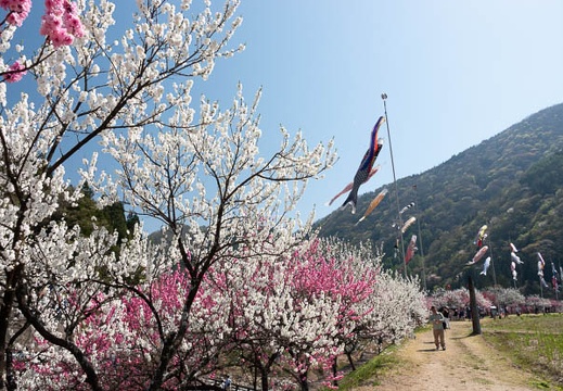 201804220927-DSC01928RX10M4.jpg