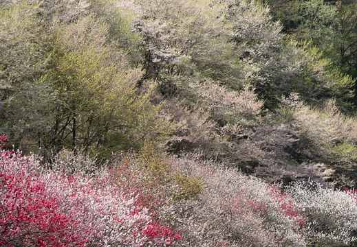 201804220952-DSC01991RX10M4.jpg