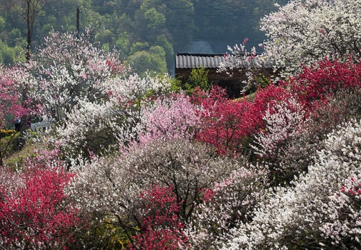 201804220956-DSC01995RX10M4.jpg