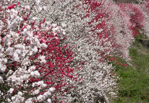 04.22 平成30年 花桃まつり