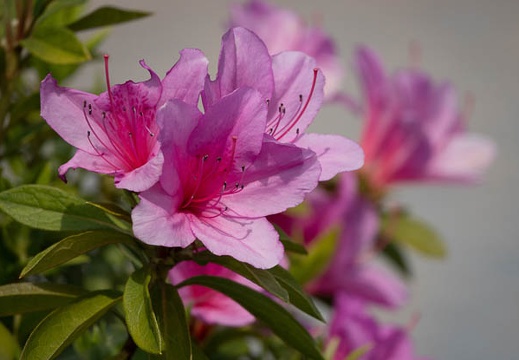 201804231034-DSC02729RX10M4.jpg