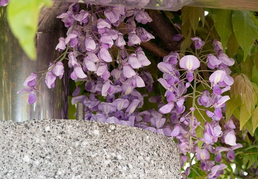 201804231037-DSC02738RX10M4.jpg