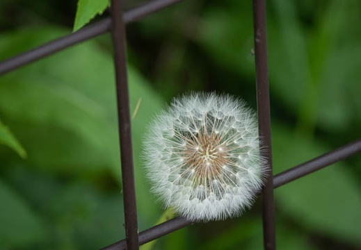 201804231115-DSC02797RX10M4.jpg