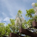 201804261405-DSC03416RX10M4.jpg