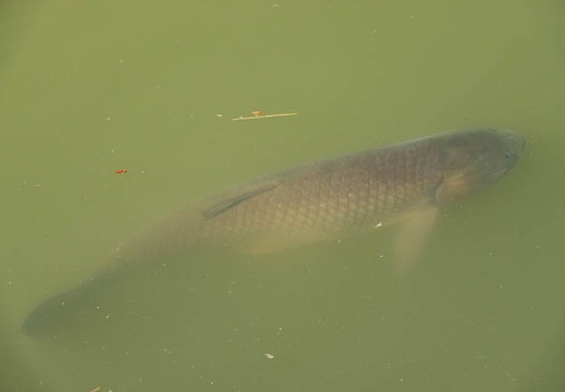 201804281600-DSC04028RX10M4.jpg