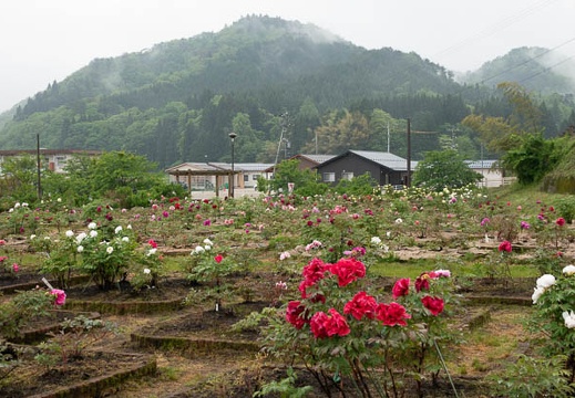 201805130640-DSC01416.jpg