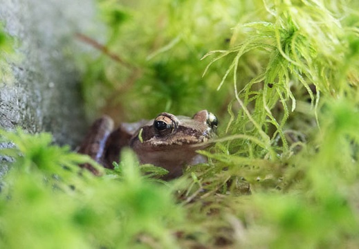 201805211053-DSC05213.jpg