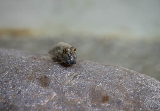 201805211557-DSC05294.jpg