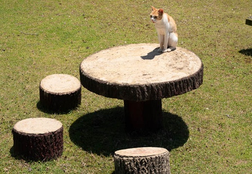 201806011208-DSC06097.jpg