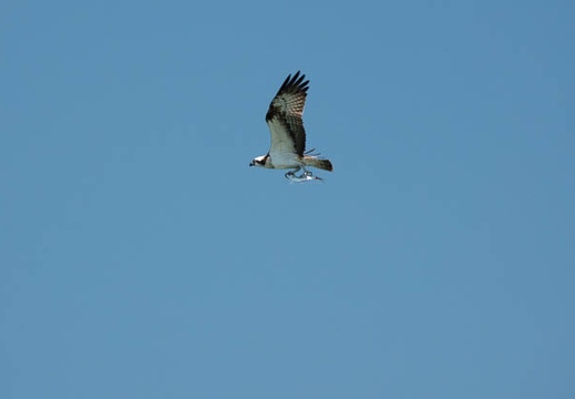 201806011246-DSC06160.jpg