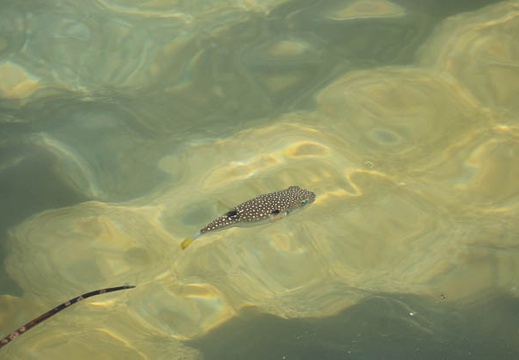 201806021028-DSC06523.jpg
