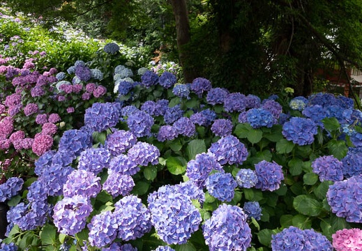 201806141328-DSC00313RX10M4.jpg