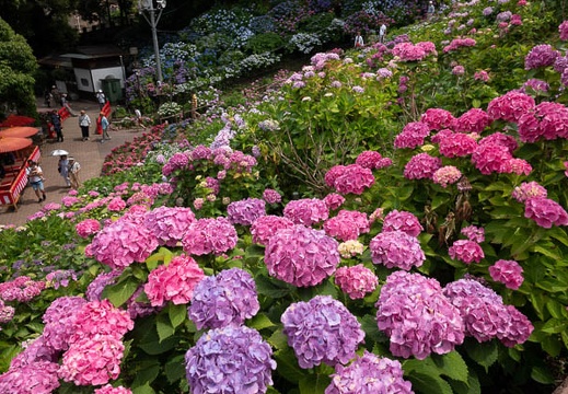 201806141330-DSC00320RX10M4.jpg