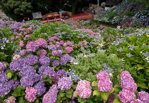 201806141332-DSC00328RX10M4.jpg