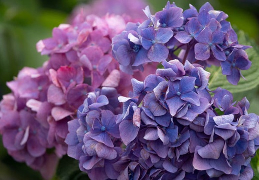 201806141345-DSC00366RX10M4.jpg