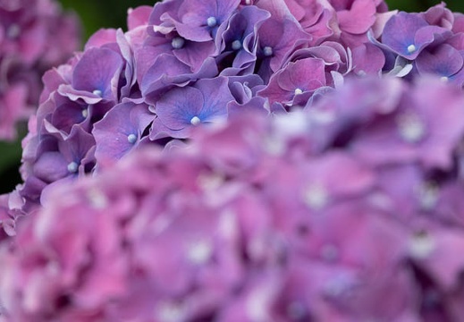 201806141346-DSC00372RX10M4.jpg