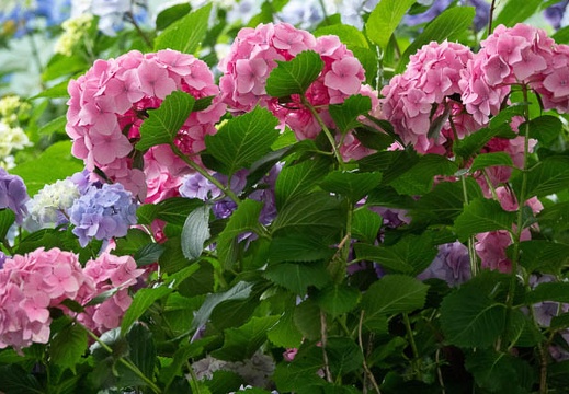 201806141354-DSC00388RX10M4.jpg
