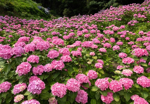 201806141407-DSC00415RX10M4.jpg