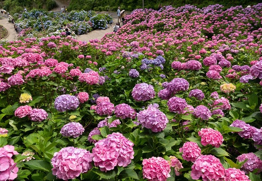 201806141411-DSC00433RX10M4.jpg