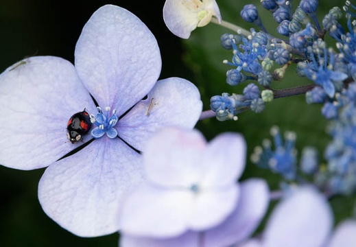 201806141534-DSC00524RX10M4.jpg
