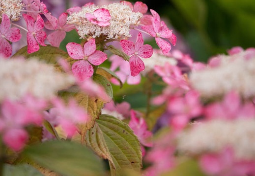201806141537-DSC00527RX10M4.jpg