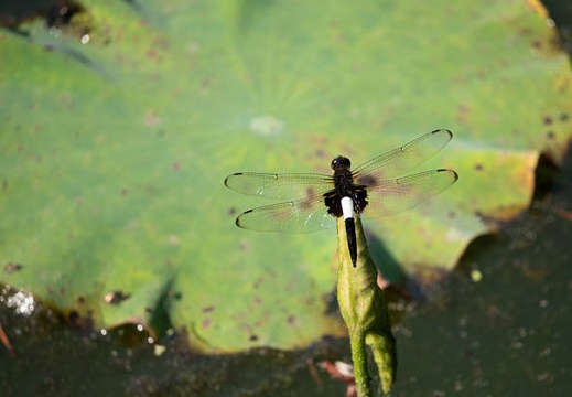 201806161538-DSC00640RX10M4.jpg