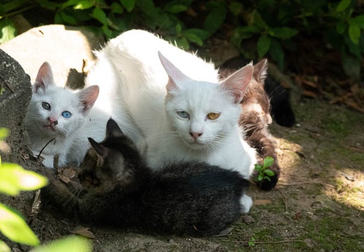 201806161548-DSC00682RX10M4.jpg
