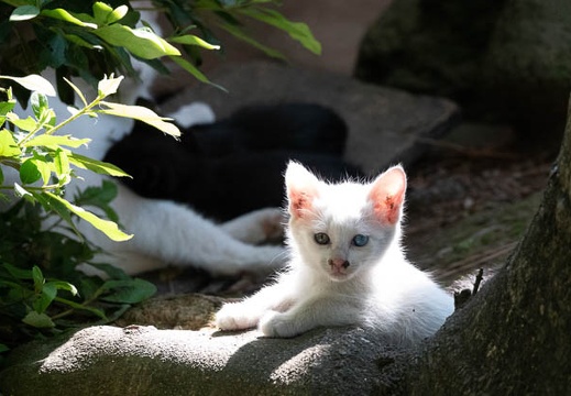 201806161553-DSC00727RX10M4.jpg