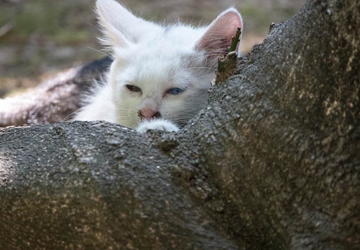 201806161601-DSC00778RX10M4.jpg
