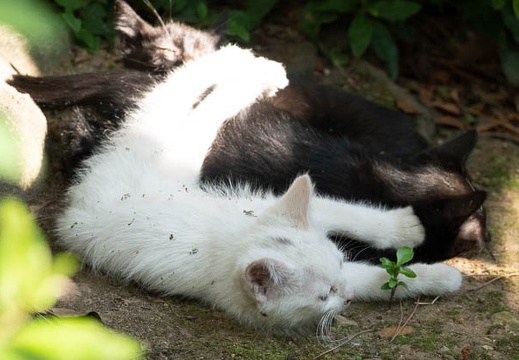 201806161606-DSC00839RX10M4.jpg