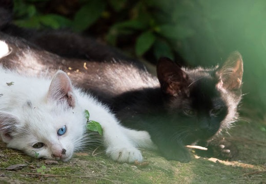 201806161610-DSC00868RX10M4.jpg