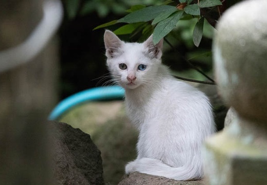 201806231132-DSC00971RX10M4.jpg