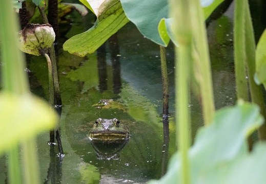 201806231138-DSC00978RX10M4.jpg