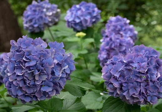 201806231147-DSC00985RX10M4.jpg