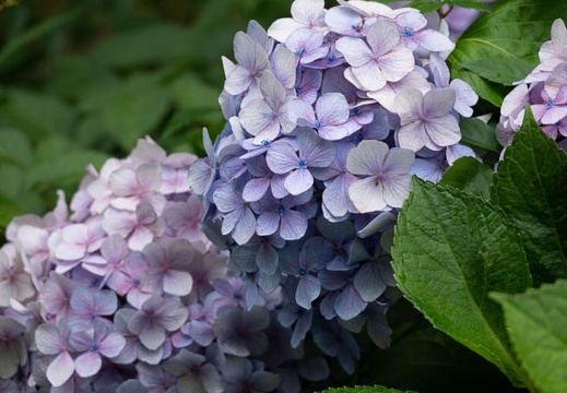 201806231148-DSC00989RX10M4.jpg