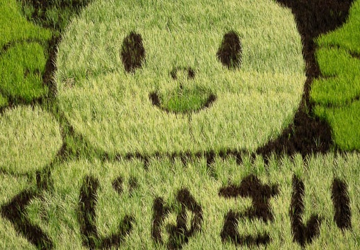 08.06 田んぼアート