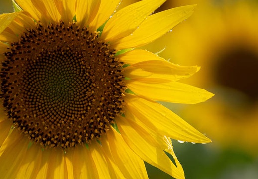 201808131551-DSC02478RX10.jpg