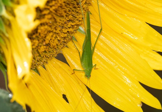 201808131606-DSC02536RX10.jpg
