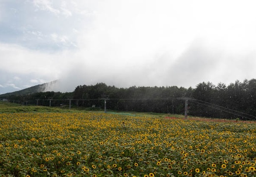 201808131609-DSC02544RX10.jpg
