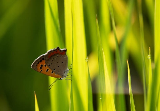 201808131747-DSC02571RX10.jpg