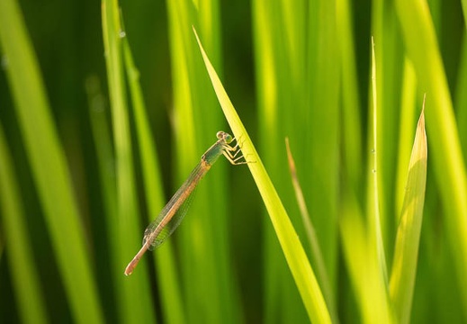 201808131747-DSC02572RX10.jpg