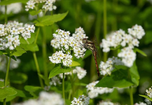 201808140759-DSC02642RX10.jpg