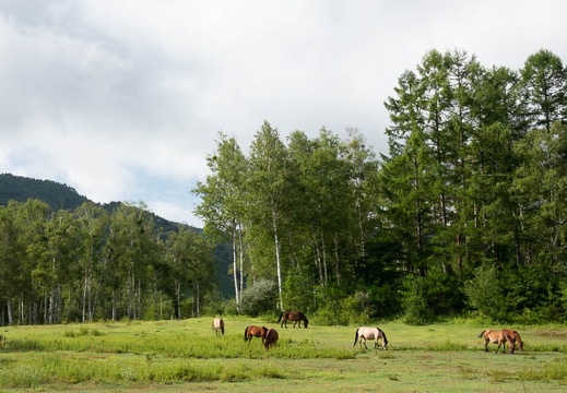 201808140821-DSC02730RX10.jpg