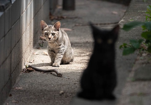 201808191301-DSC03112RX10M4.jpg