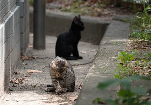 201808191303-DSC03128RX10M4.jpg